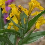 Iris tubergeniana Flower