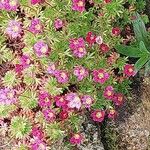 Saxifraga rosacea Flor