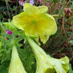 Petunia × atkinsiana Õis