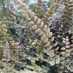 Asplenium trichomanes Φρούτο