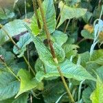 Bistorta amplexicaulis Leaf