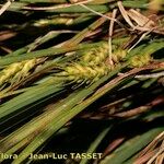 Carex hordeistichos अन्य
