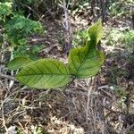 Sida glabra Leaf