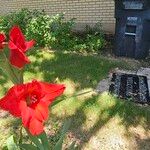 Gladiolus communis Flor