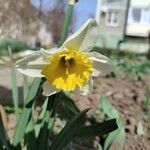 Narcissus bicolor Kwiat