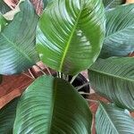 Spathiphyllum wendlandii Folio