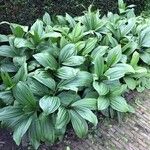 Veratrum nigrum Leaf