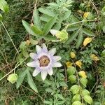 Passiflora caeruleaफूल