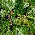 Quercus garryana Leht