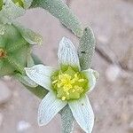 Aizoanthemum hispanicum Fleur