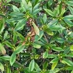 Myoporum laetumList