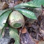 Gustavia augusta Fruit