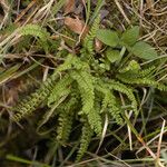 Asplenium trichomanes-ramosum অভ্যাস