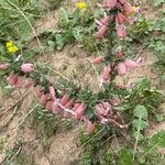 Astragalus armatus Leaf