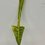 Codiaeum variegatum (L.) Rumph. ex A.Juss.叶