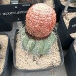 Melocactus levitestatus Hoja