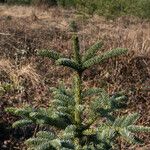 Abies procera Levél