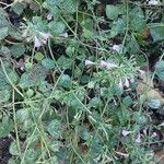 Clinopodium grandiflorum Blatt