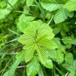 Filipendula ulmaria पत्ता