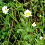 Leucanthemum ircutianum Агульны выгляд