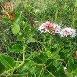 Carissa spinarum Flower