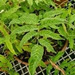 Coniogramme emeiensis Hoja