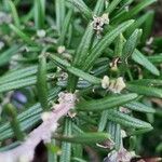 Rosmarinus officinalis Leaf