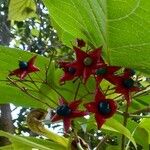 Clerodendrum trichotomum Gyümölcs