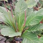 Anthurium jenmanii Habit