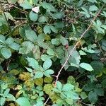 Rubus grabowskii ᱥᱟᱠᱟᱢ