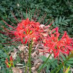 Lycoris radiata Kvet