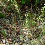 Artemisia alba Libunga