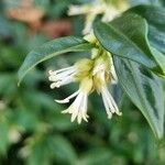 Sarcococca orientalis Květ