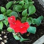 Impatiens walleriana Flower