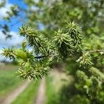 Salix aurita Flor