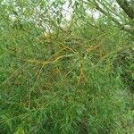 Salix fragilis ശീലം