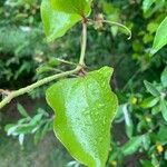 Smilax rotundifolia Leaf