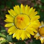 Xerochrysum bracteatum Fruit