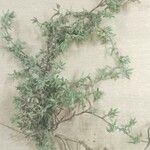 Thymus herba-barona Foglia