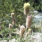 Astragalus alopecurus Flor