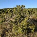 Juniperus oxycedrus Облик