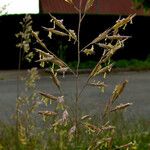 Festuca rubra 整株植物