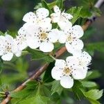 Crataegus monogynaFlower