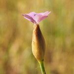 Petrorhagia nanteuilii Flower