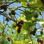 Solanum betaceum Plod