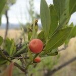 Osyris lanceolata Fruit