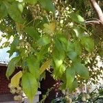 Syzygium smithii List