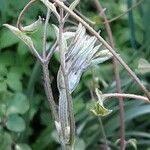 Clematis viticella برگ