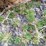 Draba hispanica Blad