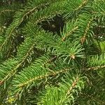 Picea polita Leaf